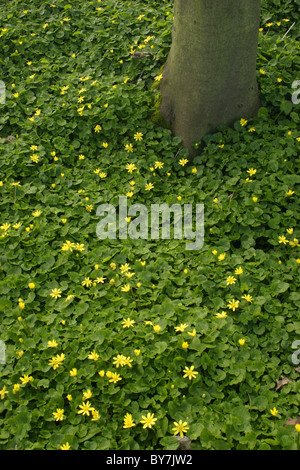 Lesser Celandines (Ranunculus ficaria), Yorkshire, Angleterre, RU forestiers Banque D'Images