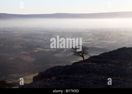Isolé Tree and Mist au-dessus du village d'Ingleton vue de Twisleton cicatrice Yorkshire Dales Royaume-Uni Banque D'Images