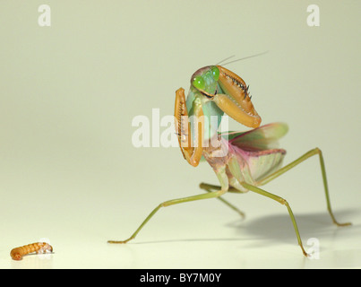 Bouclier géant Praying Mantis lorgne un bug Banque D'Images