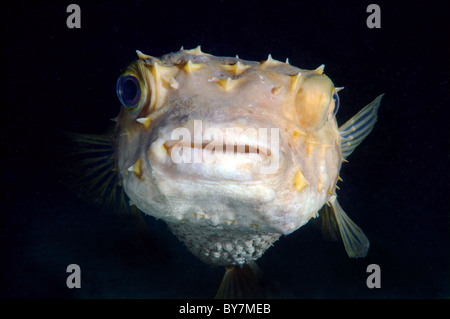 Cyclichtys (orbicularis Orbicular Burrfish) Banque D'Images