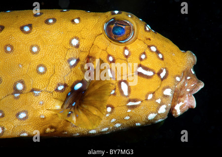 À points noirs, boxfish boxfish à points bleus ou jaunes (boxfish Ostracion cubicus) Red Sea, Egypt Banque D'Images