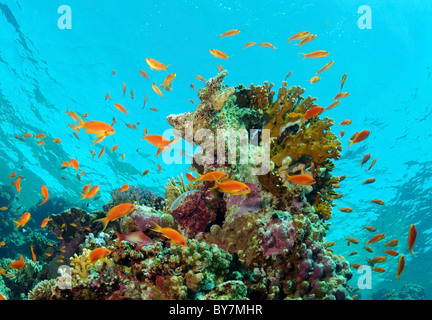 École de poisson mer goldie Jevel fairy basslet (Pseudanthias squamipinnis) Banque D'Images