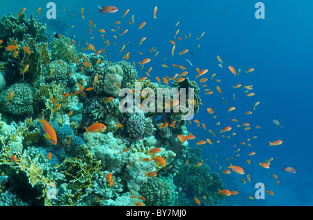 École de poisson mer goldie Jevel fairy basslet (Pseudanthias squamipinnis) Banque D'Images