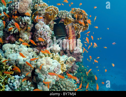 Fairy basslet Jevel mer goldie (Pseudanthias squamipinnis) Banque D'Images