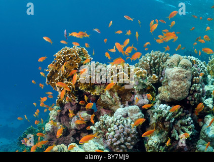 École de poisson mer goldie Jevel fairy basslet (Pseudanthias squamipinnis) Banque D'Images