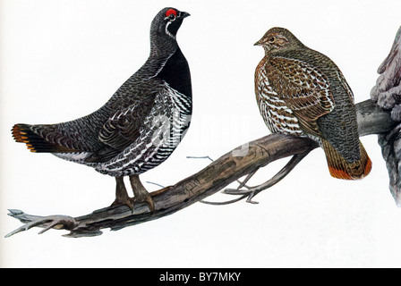 L'Epicéa partridge est un beau American tétras du Canada (Dendragapus canadensis) qu'on trouve au Canada et le nord des États-Unis. Banque D'Images