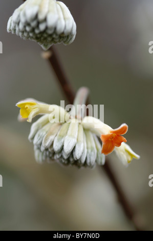 Edgeworthia chrysantha Dragon Rouge Banque D'Images