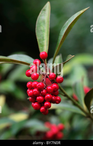 SKIMMIA JAPONICA SUBS REEVESIANA CHILAN CHOIX Banque D'Images