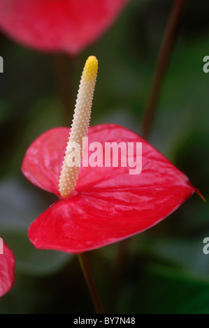 Amour Rouge Anthurium Banque D'Images