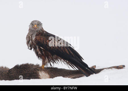 Red Kite sur un chevreuil mort Banque D'Images