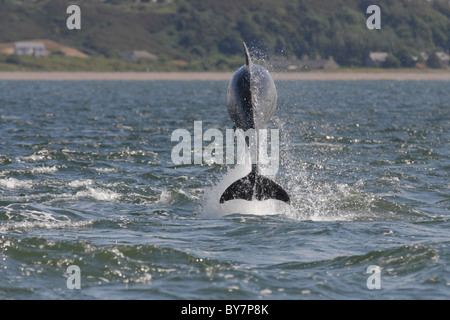 Grand dauphin (Tursiops truncatus) sautant dans le Moray Firth, Chanonry Point, Ecosse, Royaume-Uni Banque D'Images