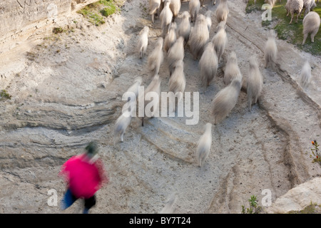 Femme autochtone en tenant les moutons accueil, Quilotoa, Equateur Latacunga nr Banque D'Images