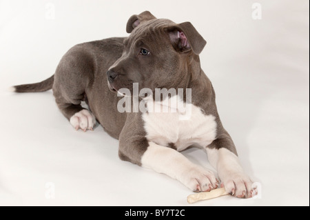 Un 11 semaines chiot pit bull Banque D'Images