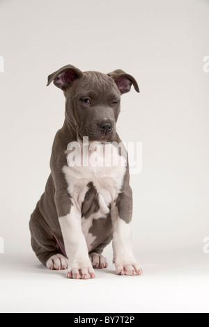 Un 11 semaines chiot pit bull Banque D'Images