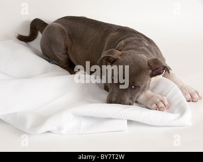 Un 11 semaines chiot pit bull Banque D'Images