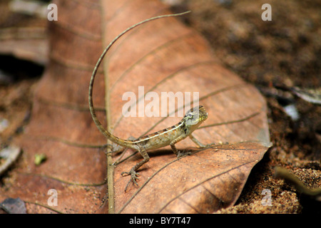 pose de caméléon Banque D'Images