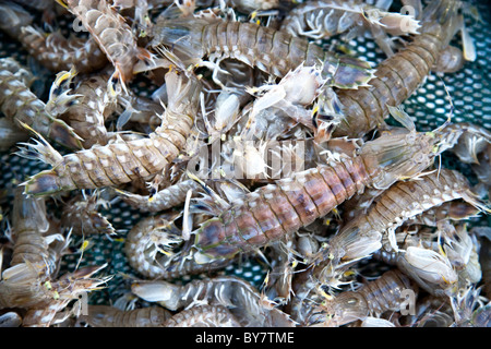 Le Mantis Shrimp, vivre en net. Banque D'Images