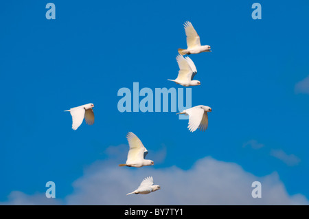 Peu Corellas (Cacatua sanguinea) en vol Banque D'Images