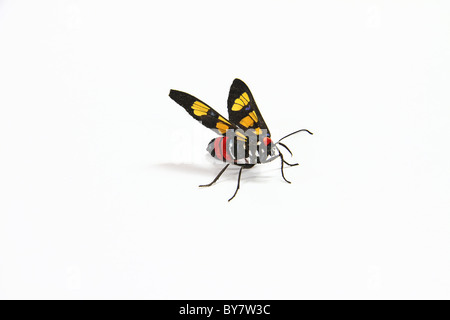 Polymena Euchromia est une espèce d'amphibien de la famille. Banque D'Images