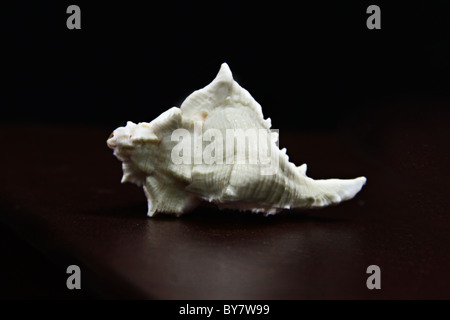 coquille de mer Banque D'Images