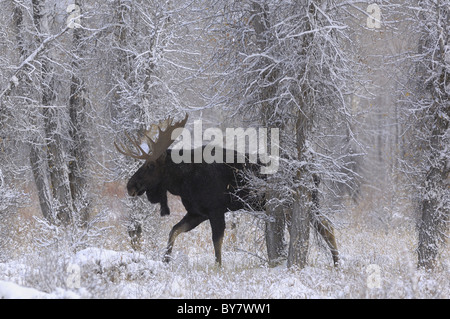 Bull Moose marcher durant tempête dans une forêt ancienne dans le Grand Teton National Park. Banque D'Images