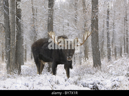 Bull Moose durant tempête dans une forêt ancienne dans le Grand Teton National Park. Banque D'Images