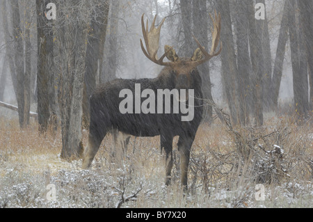 Bull Moose durant tempête dans une forêt ancienne dans le Grand Teton National Park. Banque D'Images