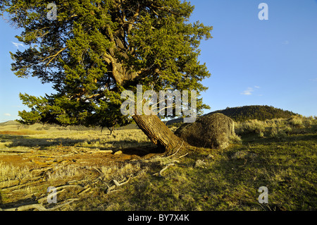 Vieux Douglas spectaculaire sapin dans le Parc National de Yellowstone Banque D'Images