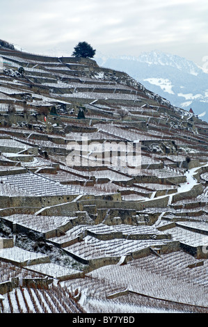 Les vignobles en terrasse de l'UNESCO World Heritage site Lavaux près de Saint-Saphorin, canton de Vaud, Suisse Banque D'Images