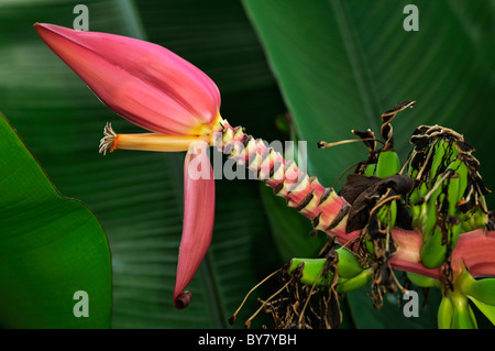 Et fleur de bananier nain indien fructescens, Musa mannii Banque D'Images