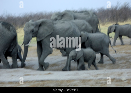 Motion-photo floue d'un troupeau d'exécution'éléphant africain (Loxodonta africana), Savuti National Park, Botswana Banque D'Images