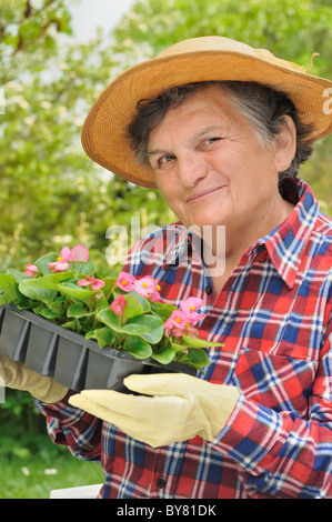 Senior woman gardening, potting plants bégonia Banque D'Images