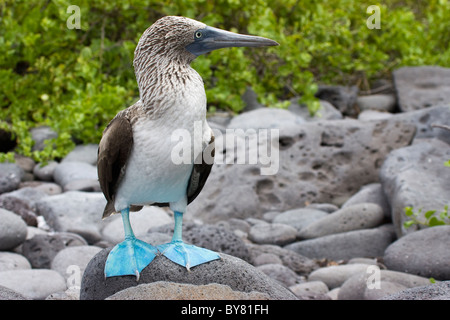 Fou à pieds bleus oiseaux Sula nexbouxii Seymor nord les îles Galapagos Banque D'Images