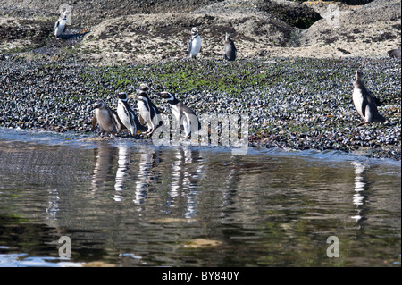 Manchot de Magellan (Spheniscus magellanicus) intitulé d'Îlots Tuckers mer Canal Whiteside La Terre de Feu Patagonie Chili Banque D'Images