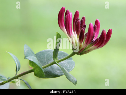 Image d'un chèvrefeuille à proximité de bloom. Banque D'Images