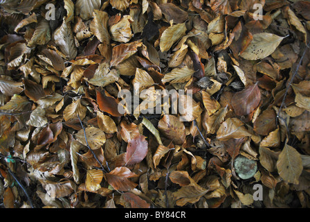 Séché et les feuilles tombées en automne Banque D'Images