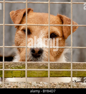 Un Jack Russell Terrier chien dans une cage en attendant que son propriétaire Banque D'Images