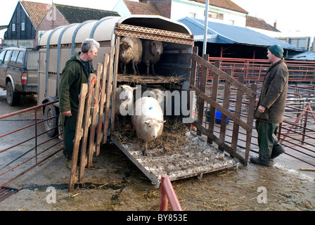 Moutons de déchargement pour les enchères de remorque à bétail aux enchères. Banque D'Images