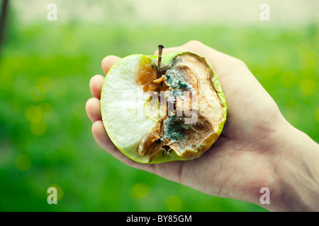 Vert pomme pourrie avec de la moisissure dans une main humaine close up Banque D'Images