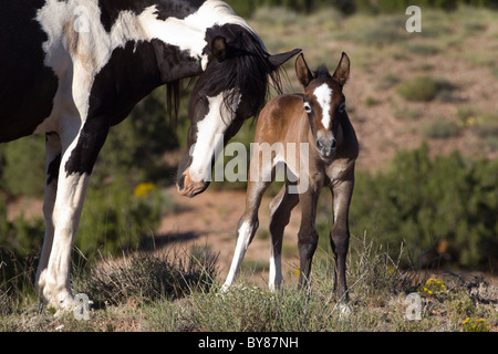 Mustang nouveau-né avec son poulain jument Pinto, Mère de Placitas, Nouveau Mexique Banque D'Images