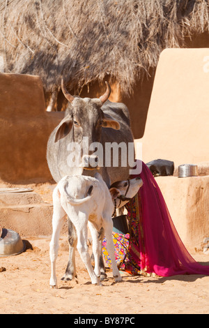 L'Inde, Rajasthan, près de Jaiselmer femme vache à traire Banque D'Images