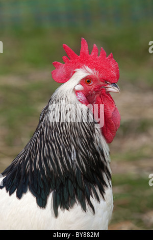 Portrait de la lumière sur le coq Sussex petite exploitation Norfolk Banque D'Images