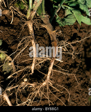 Le chancre de la tige (Rhizoctonia solani) lésions sur les racines et la partie inférieure de la tige d'un plant de pomme de terre Banque D'Images