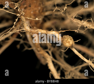 Le chancre de la tige (Rhizoctonia solani) nodosités formées sur l'infection des racines d'un plant de pomme de terre Banque D'Images