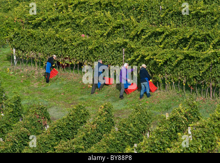 La récolte de raisin en Trentino Alto Adige, Italie Banque D'Images