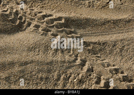 Pistes bébé tortue Banque D'Images