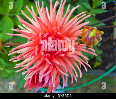 Photo gros plan de belle fleur Banque D'Images