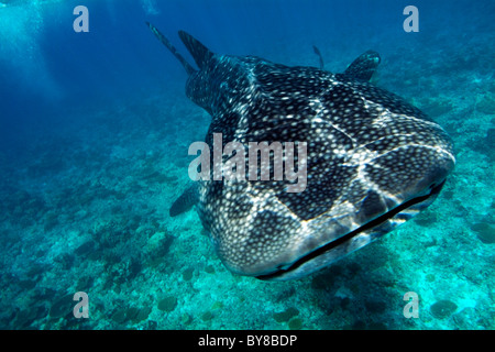 Le requin baleine Rhincodon typus - Banque D'Images