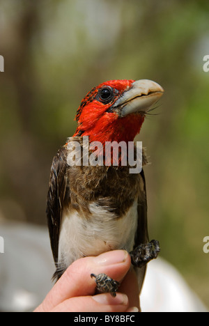 Brown-breasted barbet Banque D'Images