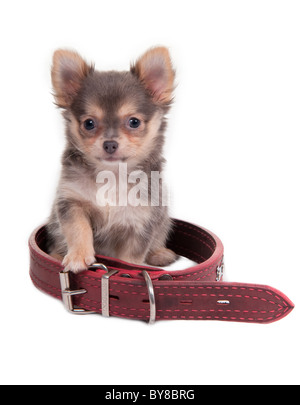 Chihuahua chiot est assis à l'intérieur un grand col rouge Banque D'Images